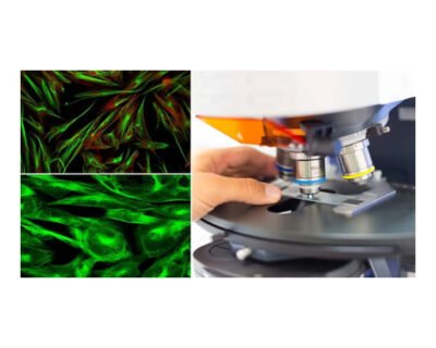 Euromex Fluorescence Microscope Oxion OX.3070