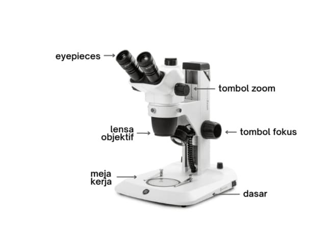 Euromex Microscope NexiusZoom Stereo NZ.1902-P
